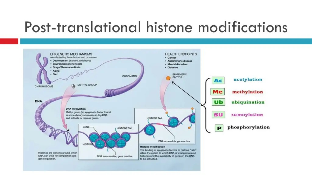 post translational histone modifications