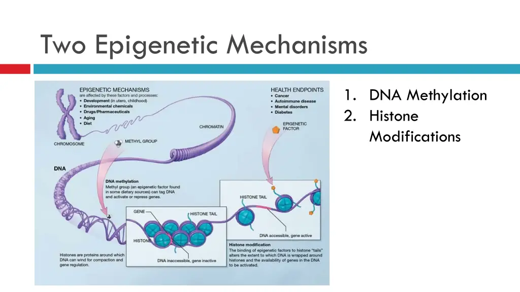 two epigenetic mechanisms