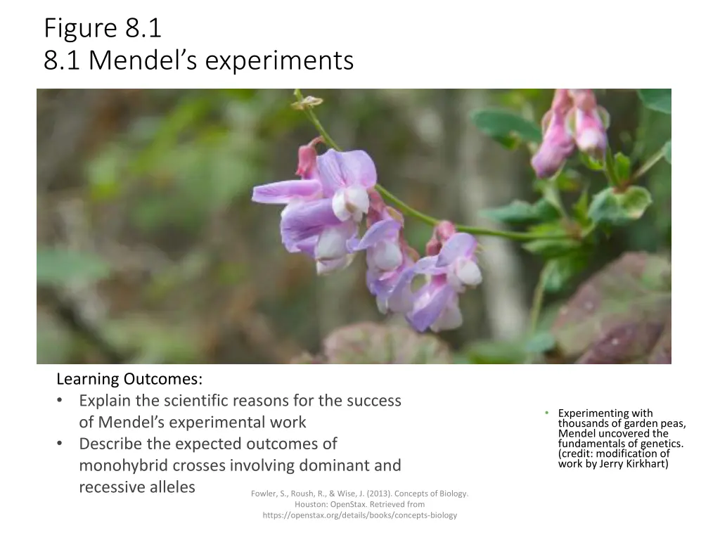 figure 8 1 8 1 mendel s experiments
