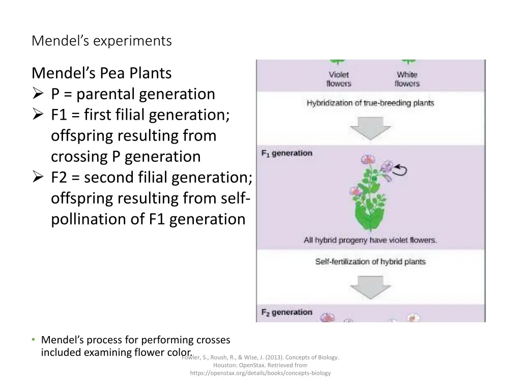 mendel s experiments