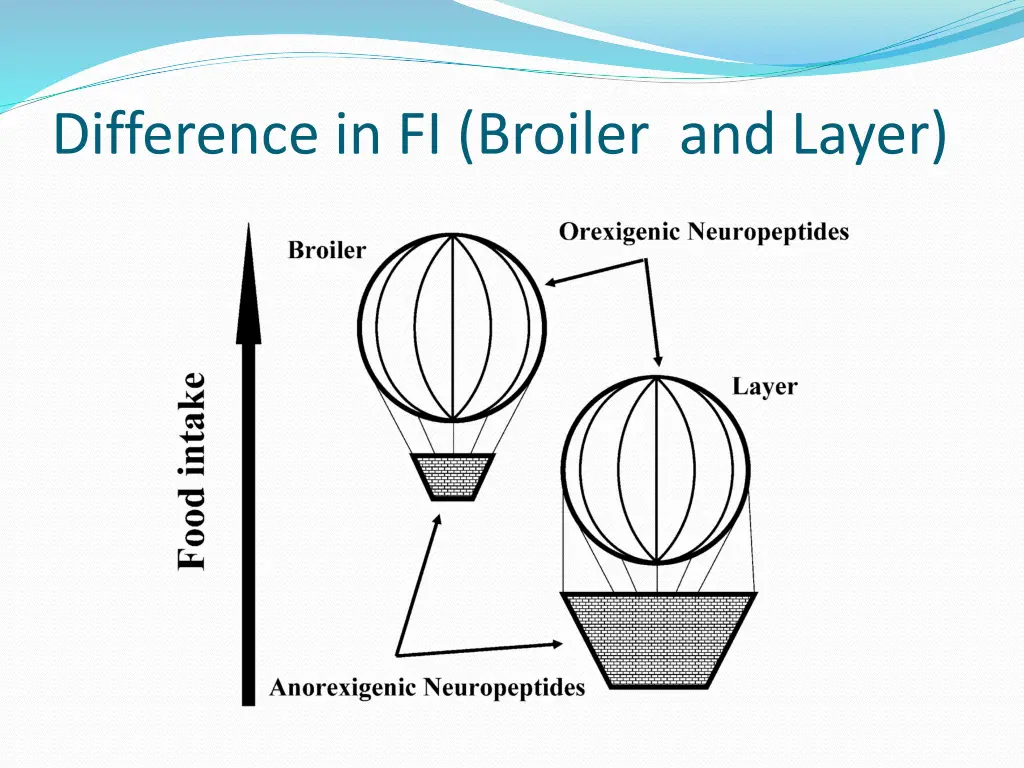 difference in fi broiler and layer