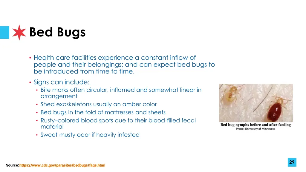 bed bugs