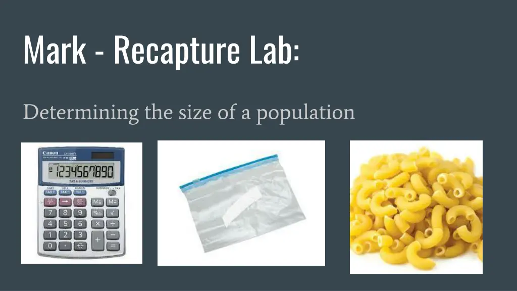 mark recapture lab