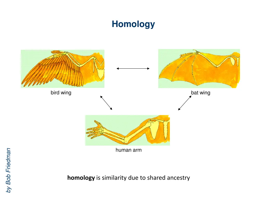 homology