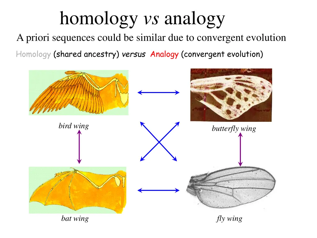 homology vs analogy a priori sequences could