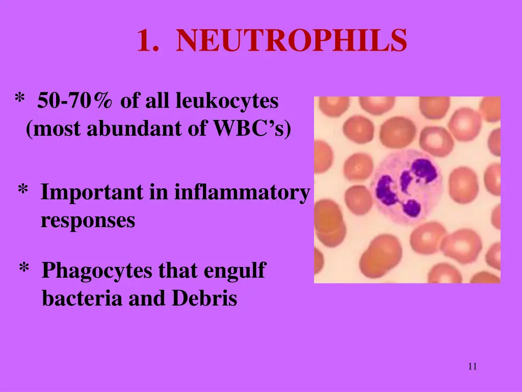 1 neutrophils