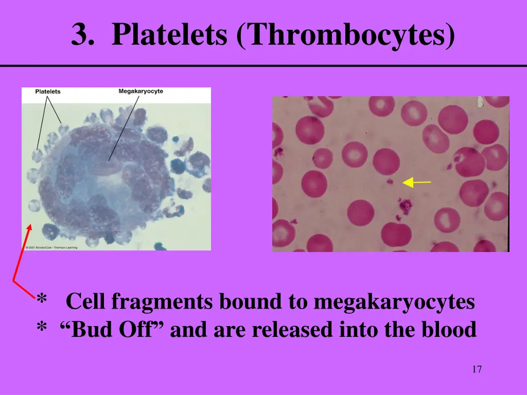 3 platelets thrombocytes