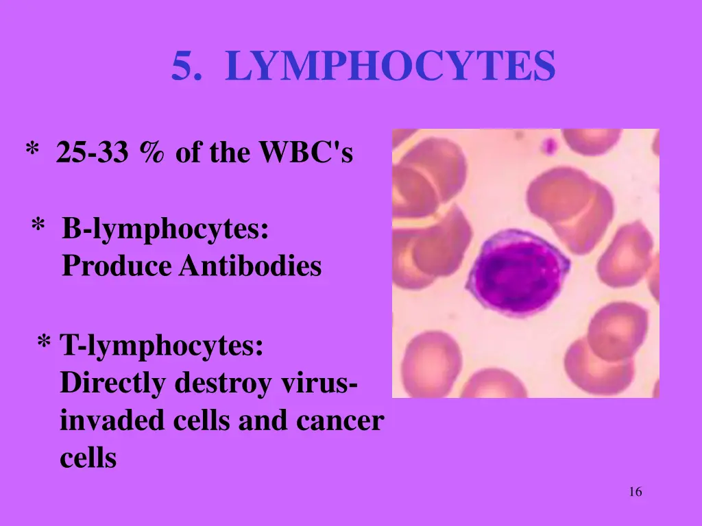 5 lymphocytes