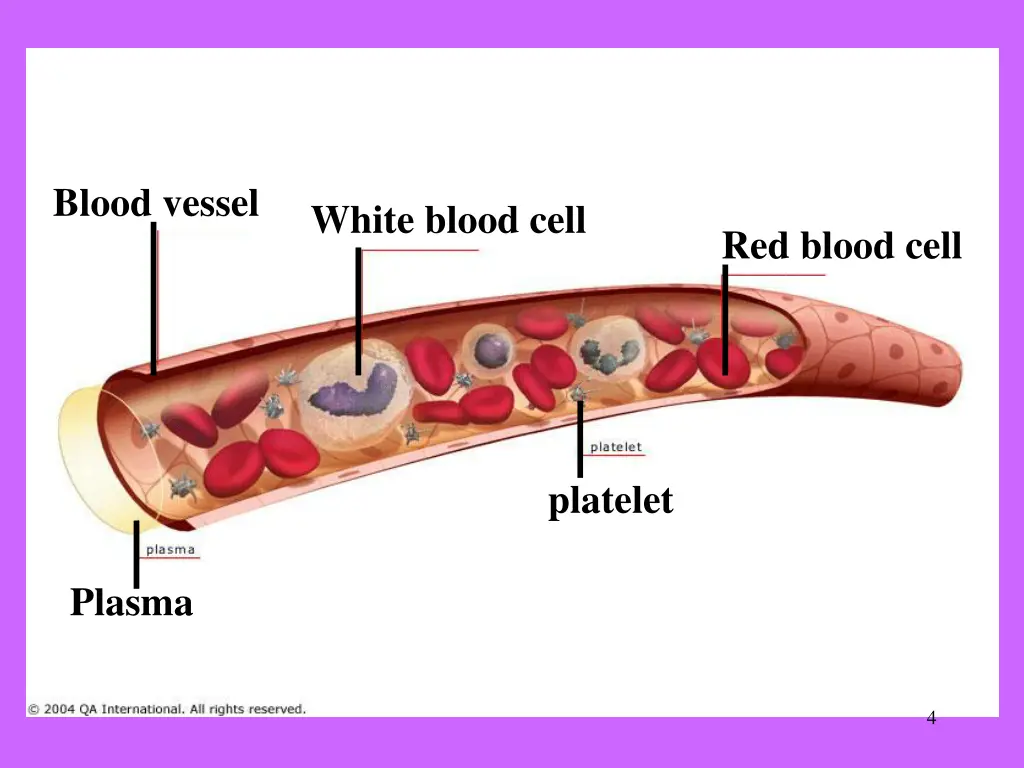 blood vessel