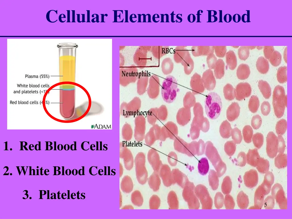 cellular elements of blood