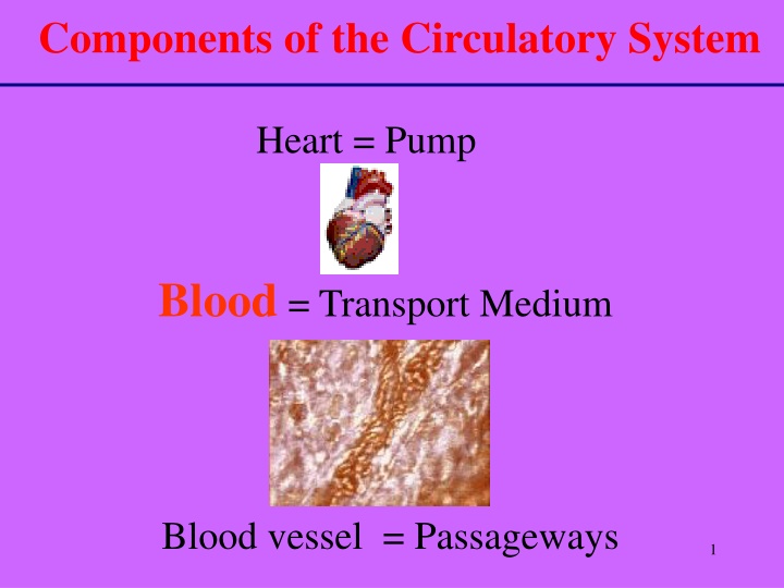 components of the circulatory system