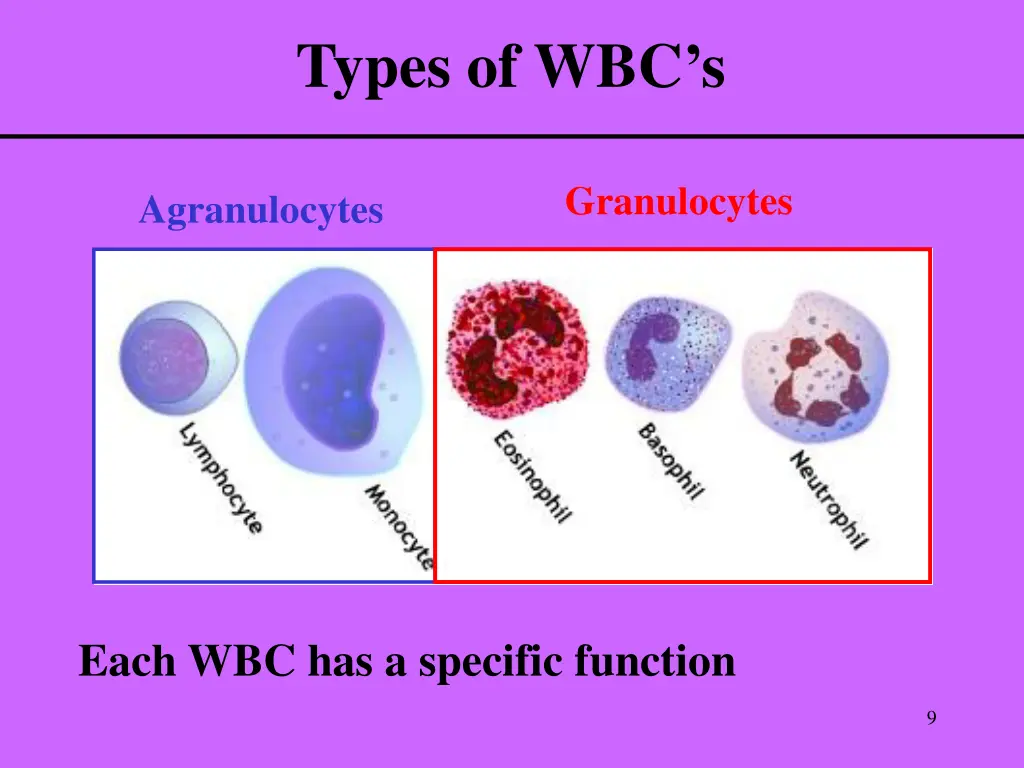 types of wbc s