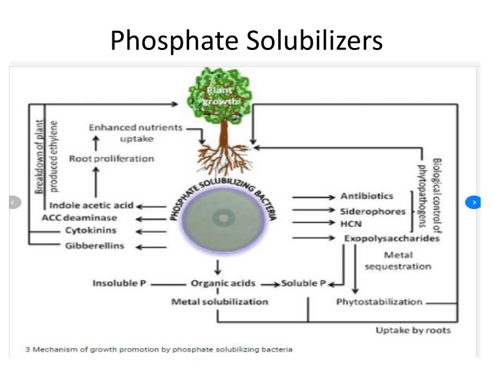 phosphate solubilizers
