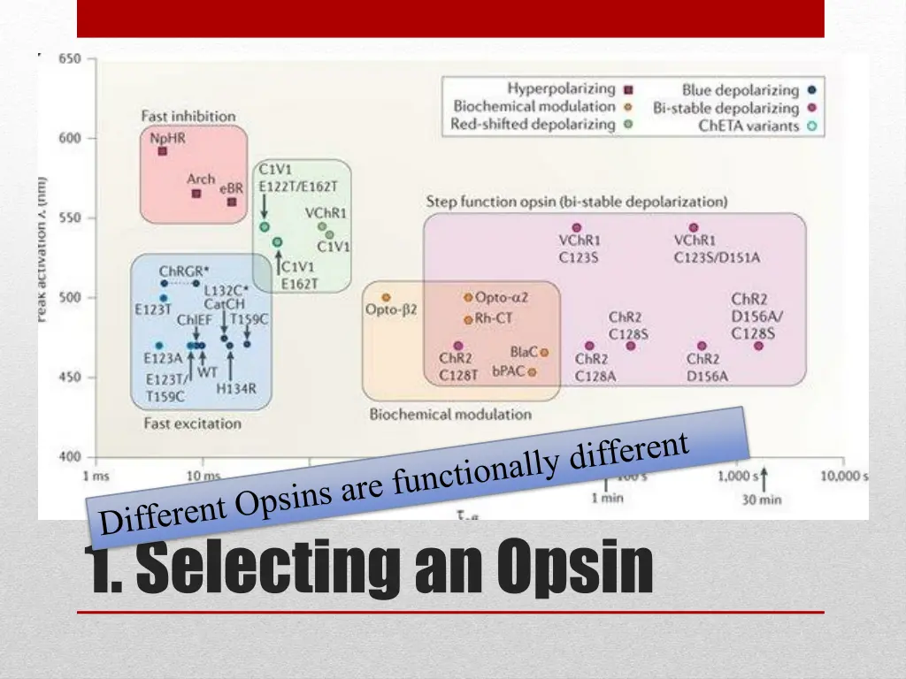 1 selecting an opsin 1