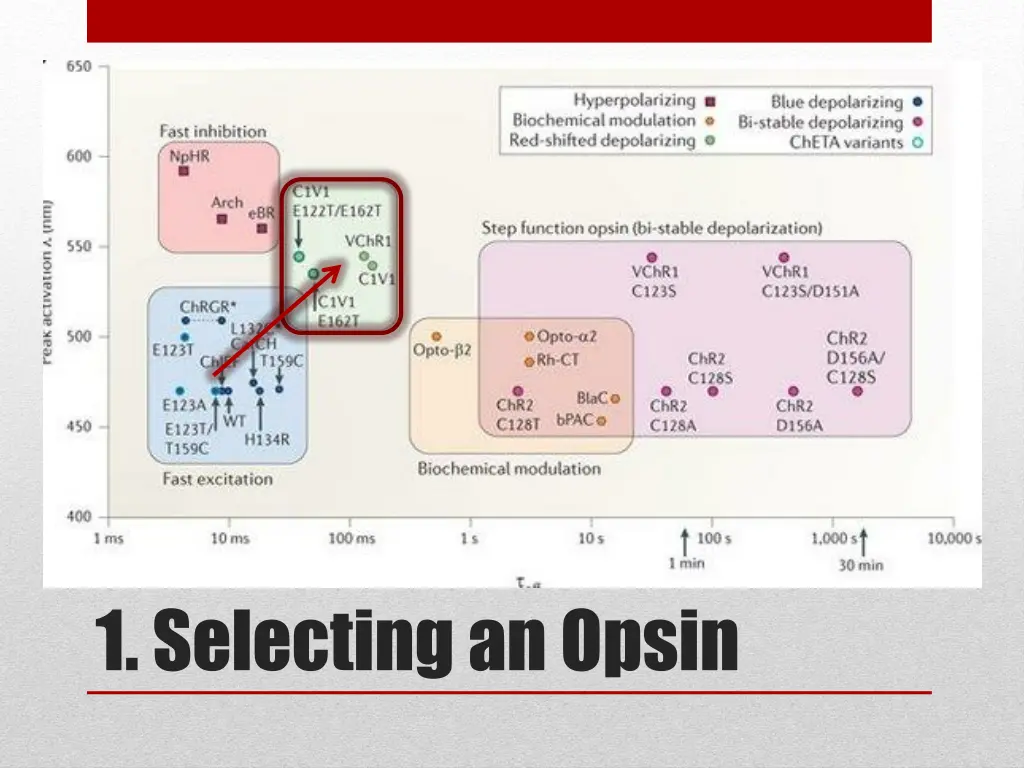 1 selecting an opsin 6