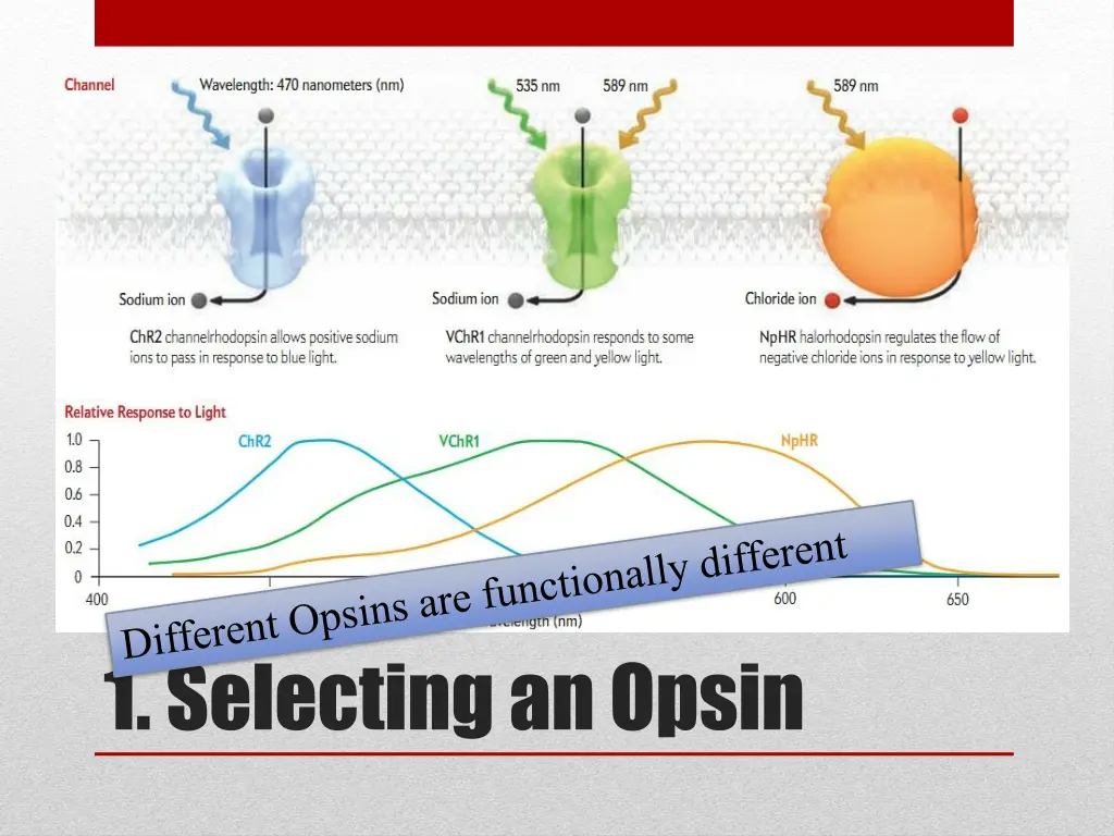 1 selecting an opsin