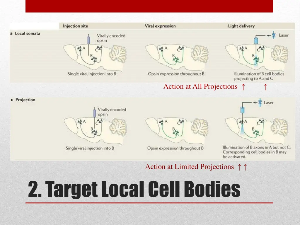 action at all projections