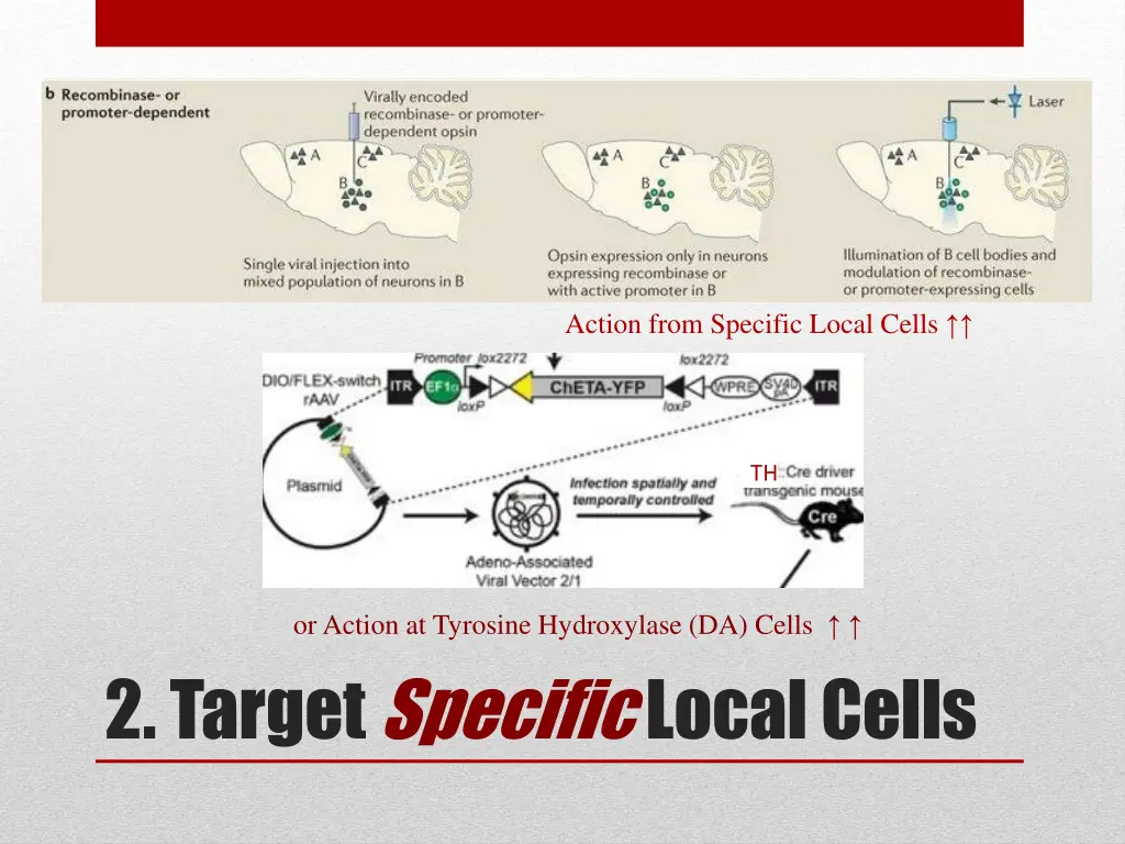 action from specific local cells 1