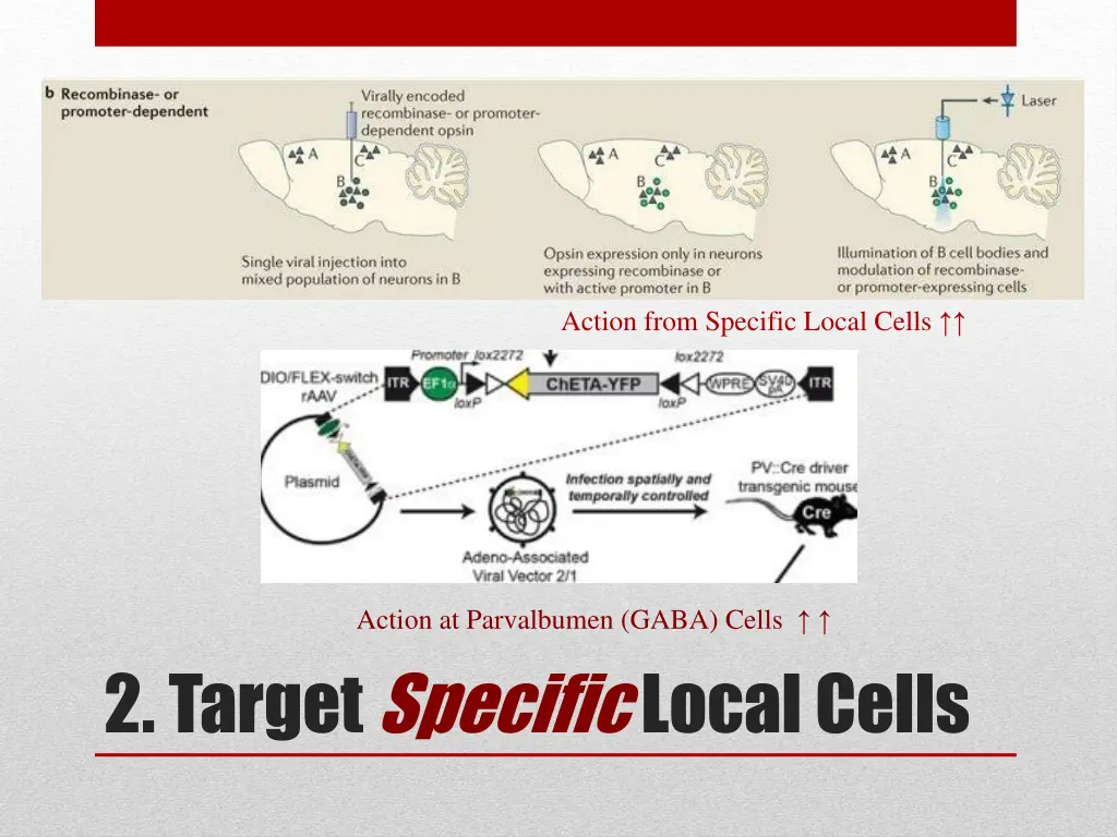 action from specific local cells