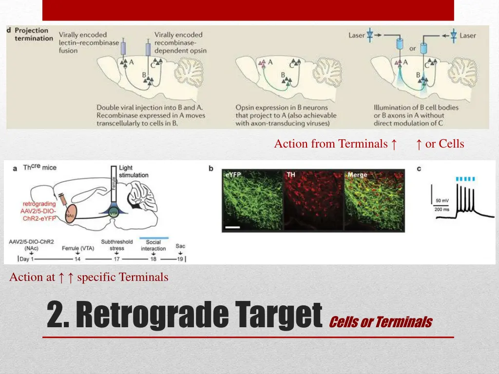action from terminals or cells