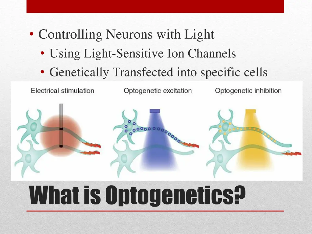 controlling neurons with light using light
