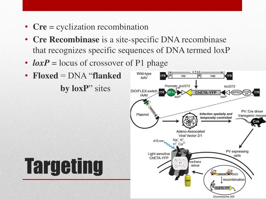 cre cyclization recombination cre recombinase