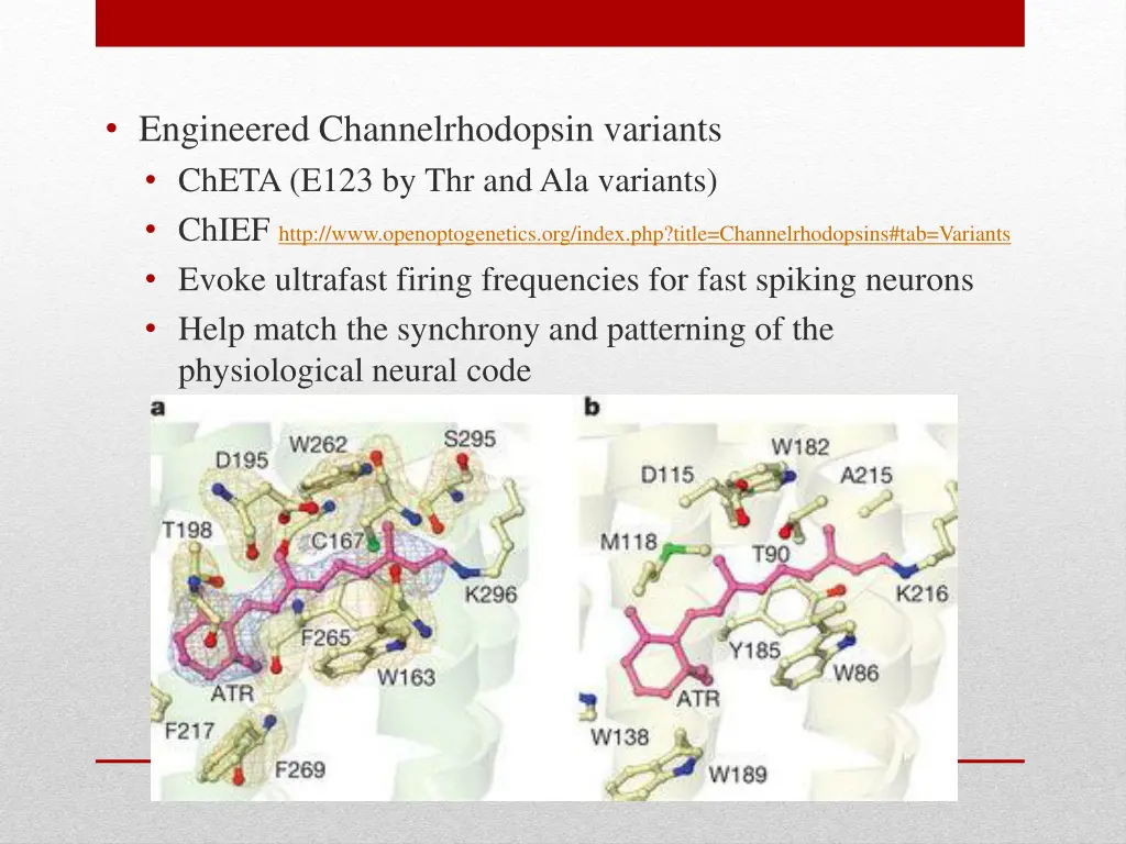 engineered channelrhodopsin variants cheta e123 1