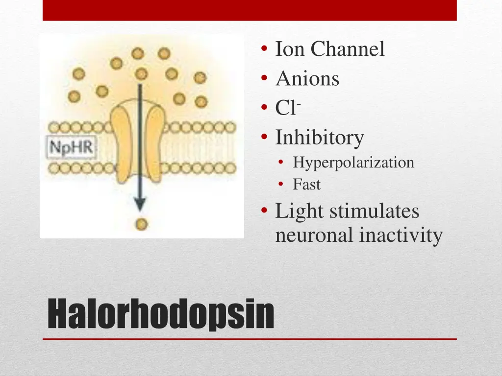 ion channel anions cl inhibitory