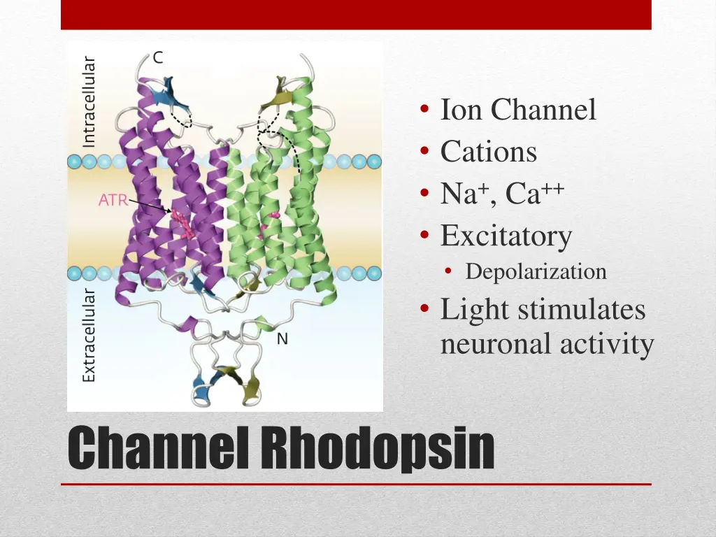 ion channel cations na ca excitatory 1