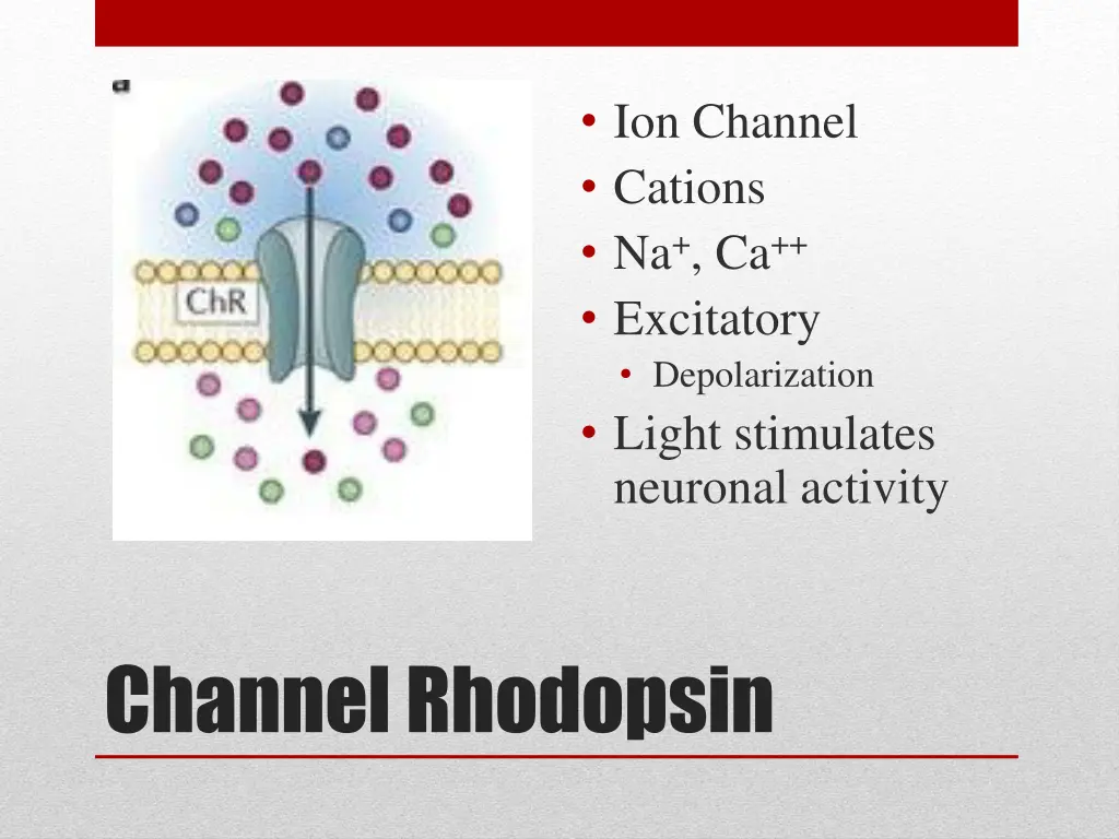 ion channel cations na ca excitatory