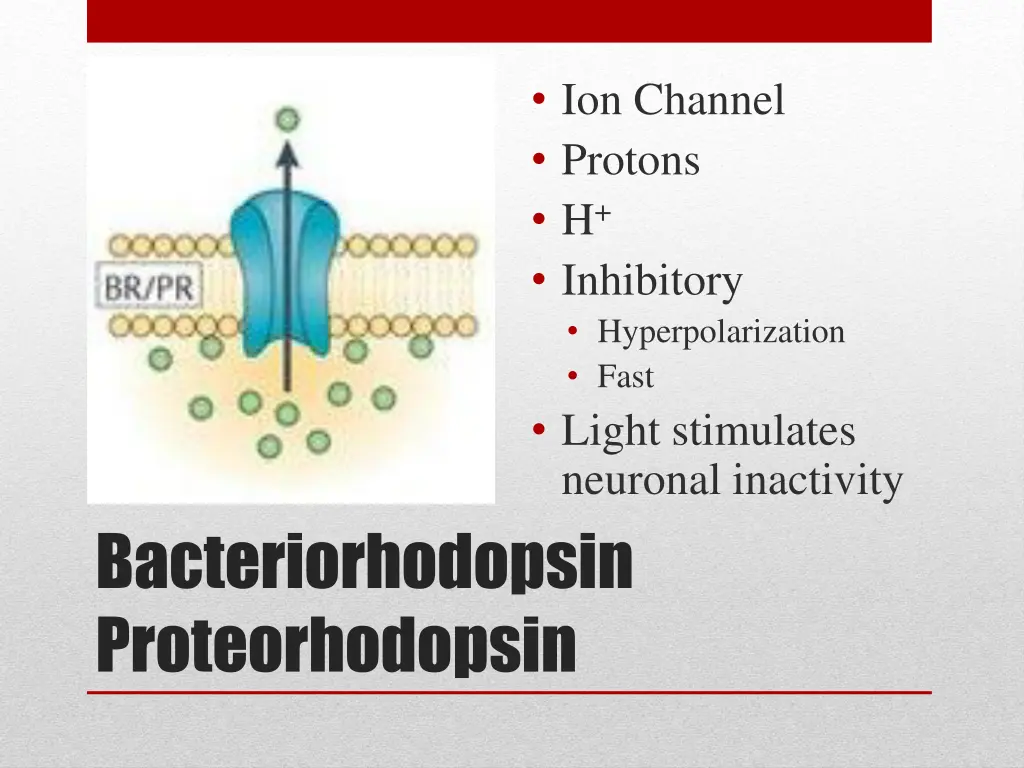 ion channel protons h inhibitory