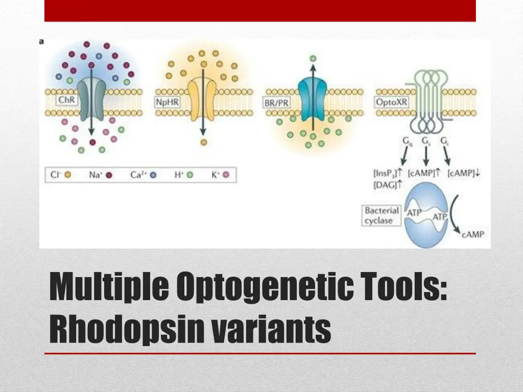 multiple optogenetic tools rhodopsin variants