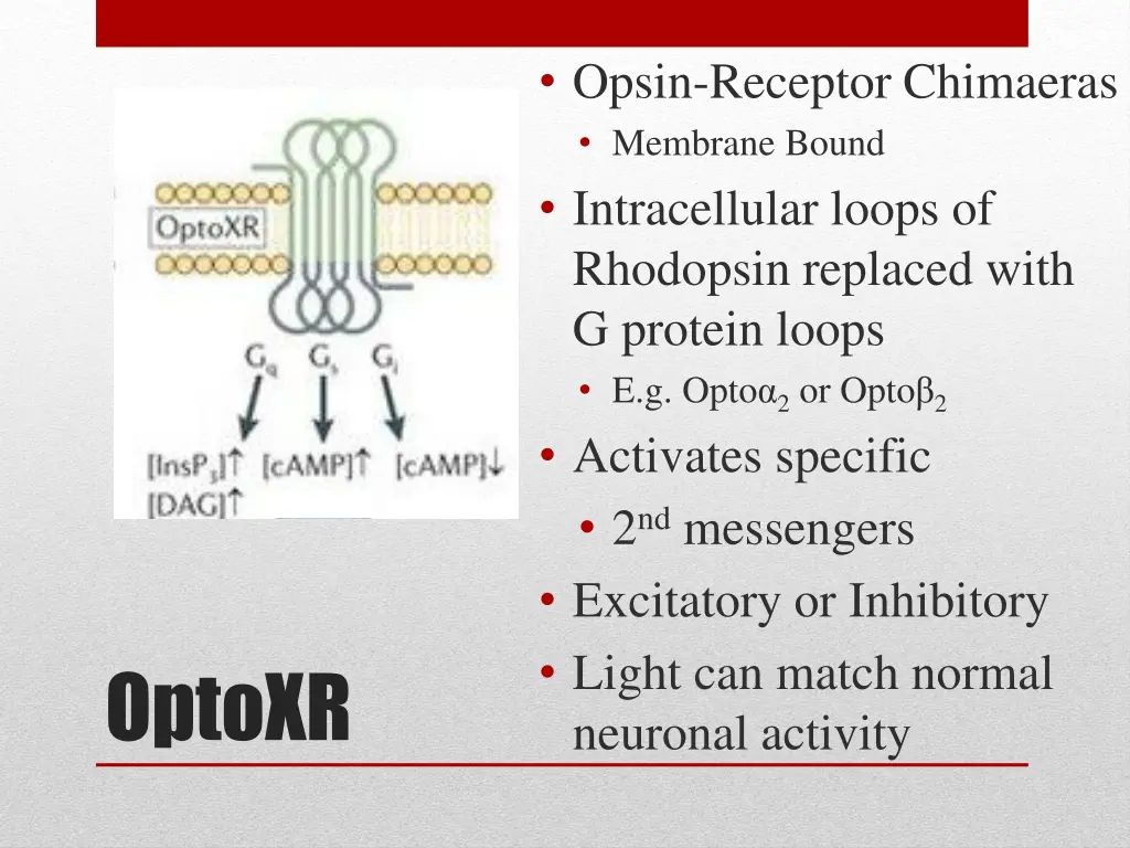 opsin receptor chimaeras membrane bound
