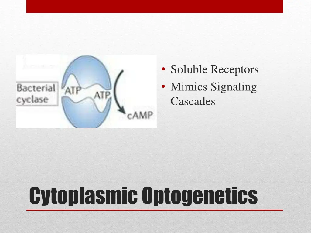 soluble receptors mimics signaling cascades
