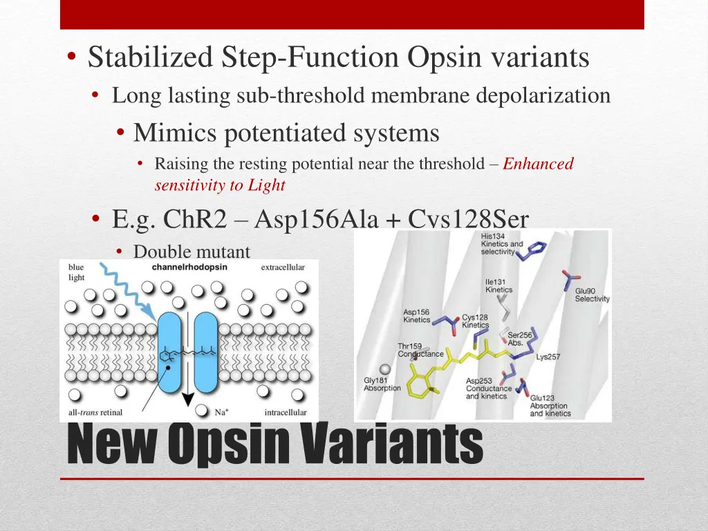 stabilized step function opsin variants long