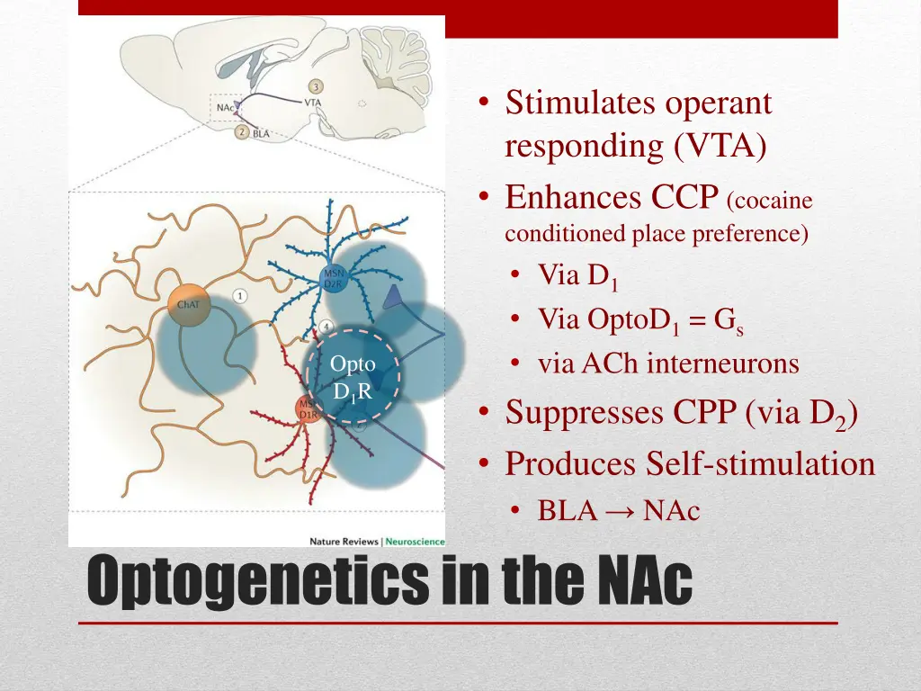 stimulates operant responding vta enhances