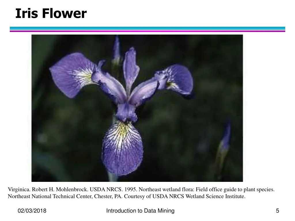 iris flower