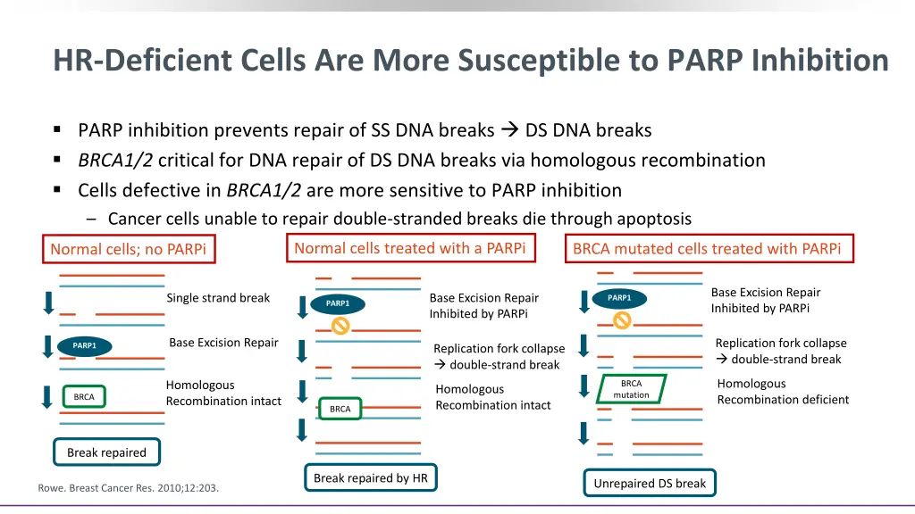 hr deficient cells are more susceptible to parp