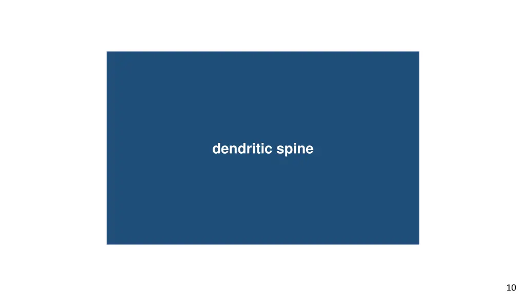 blind spot dendritic spine