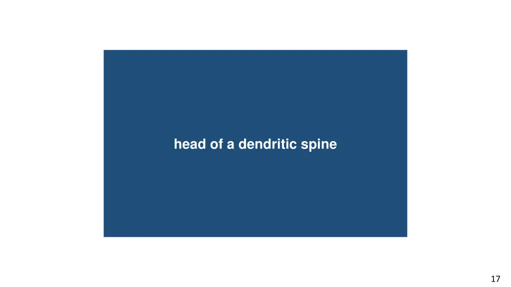 conductive hearing loss head of a dendritic spine