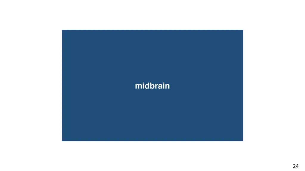 eardrum midbrain