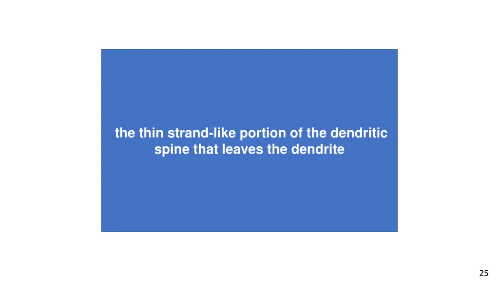 the thin strand like portion of the dendritic