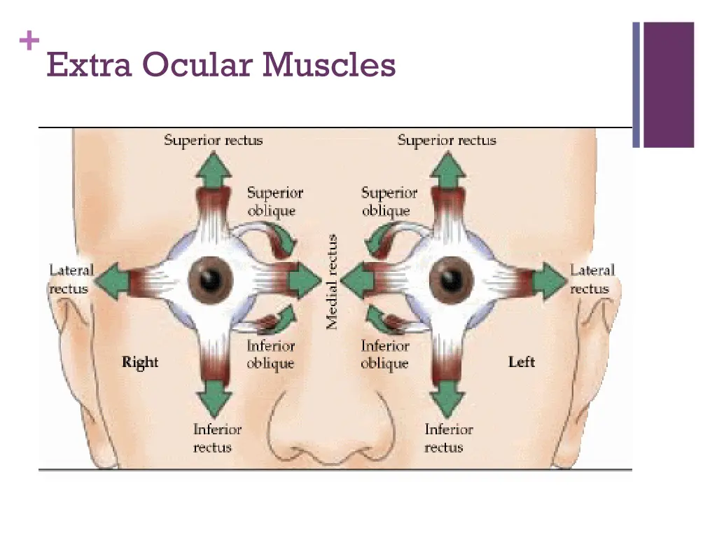 extra ocular muscles