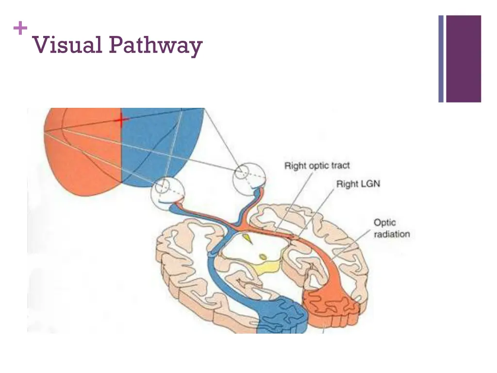 visual pathway