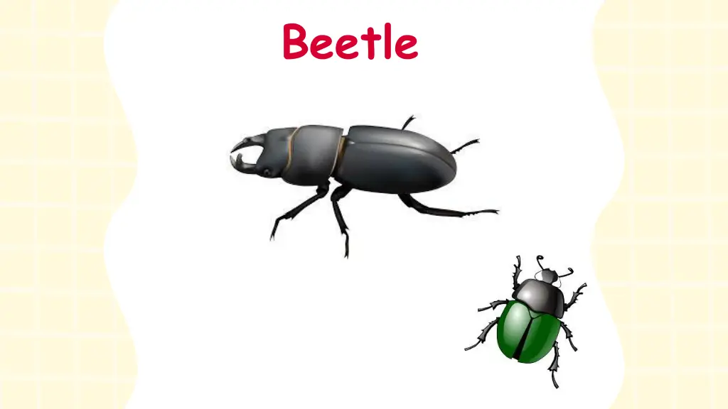 beetle