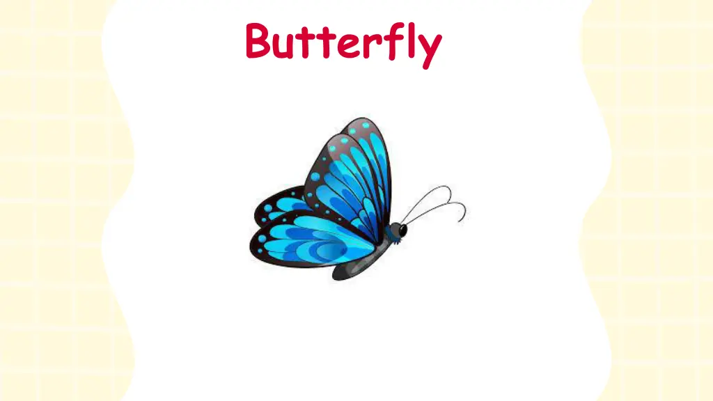 butterfly