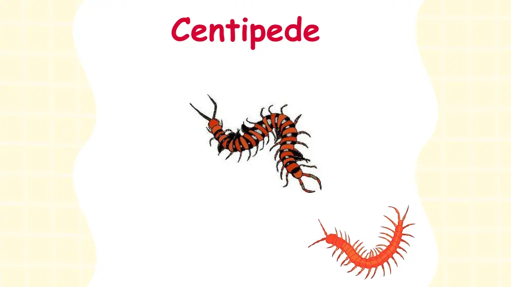 centipede