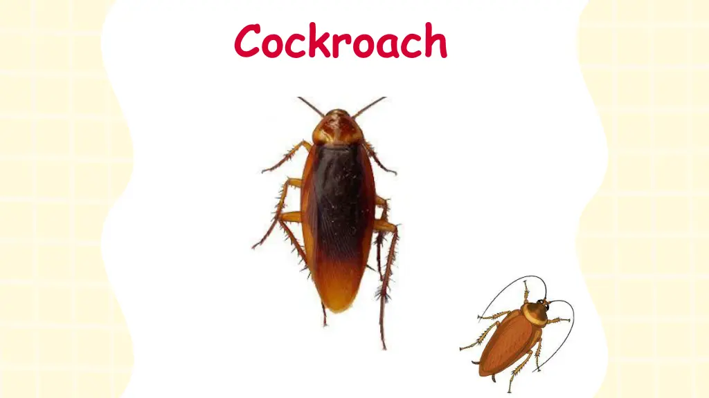 cockroach