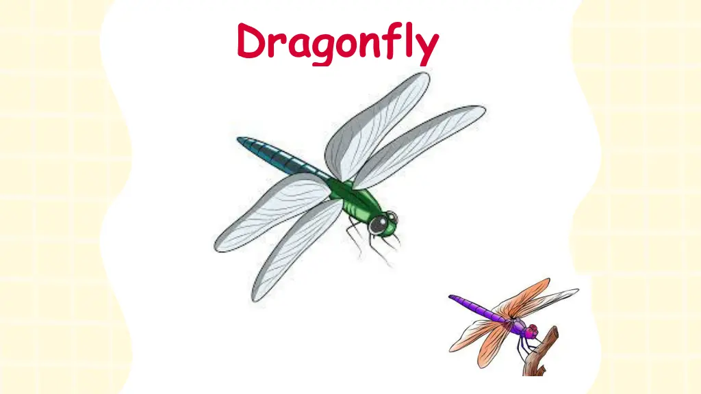 dragonfly
