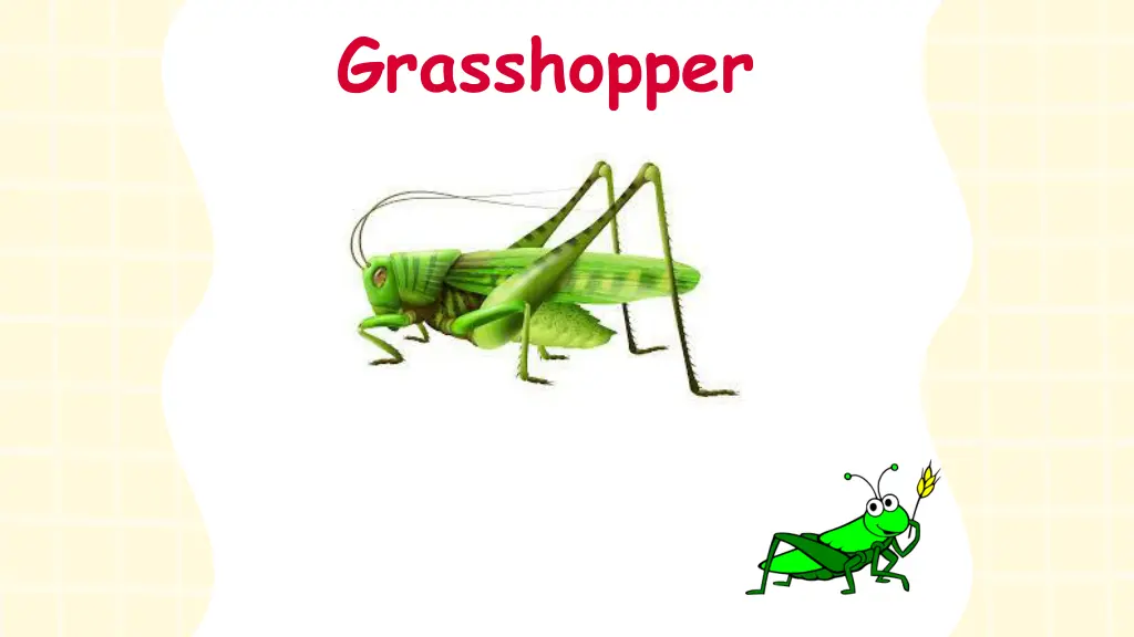 grasshopper